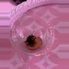 plant/Alocasia Yucatan Princess pink CORM-1-thumbnail