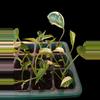 plant/Epipremnum Pinnatum Albo-1-thumbnail