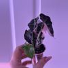 plant/Alocasia Pink Amazonica 💖-4-thumbnail