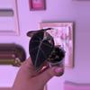 plant/Alocasia Pink Black Velvet-3-thumbnail