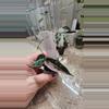 plant/Alocasia Pink Bambino (2)-1-thumbnail