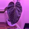 plant/*New* Anthurium pink lenonade x windy dress X WFN-1-thumbnail