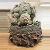 plant/Personal Collection-0-thumbnail