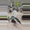 plant/Alocasia Pink Bambino (2)-0-thumbnail