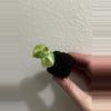 plant/Alocasia Ninja Tricolor-0-thumbnail
