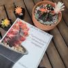 plant/Gymnocalycium Mihanovichii Cactus Seed Kit with 100 seeds-0-thumbnail