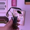 plant/Alocasia Pink Black Velvet-2-thumbnail