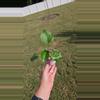 plant/Philodendron Hope 3.5" Seller's Choice-0-thumbnail