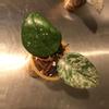 plant/Hoya Carnosa Wilbur Graves Russia Unrooted Fresh Cut-0-thumbnail