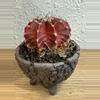 plant/One of a kind!!! SpinesNClay-0-thumbnail