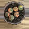 plant/Fancy Astros + SpinesNClay-1-thumbnail