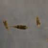 insulation/Pea puffer-0-thumbnail