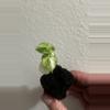 plant/Alocasia Ninja Tricolor-1-thumbnail