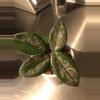 plant/Hoya Carnosa Wilbur Graves Russia Unrooted Fresh Cut-0-thumbnail