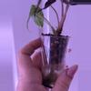 plant/Alocasia Pink Amazonica 💖-6-thumbnail