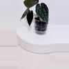 plant/Anthurium AOS x Luxurians -Tezula Dark Form-0-thumbnail