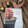 plant/Gymnocalycium Mihanovichii Cactus Seed Kit with 100 seeds-1-thumbnail