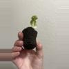 plant/Alocasia Ninja Tricolor-3-thumbnail