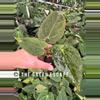 plant/Seed Grown Anthurium Xone x Dark Phoenix starter plant growers choice-0-thumbnail