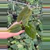 plant/Seed Grown Anthurium Xone x Dark Phoenix starter plant growers choice-1-thumbnail