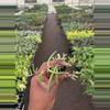 plant/Senecio Purple Flush starter plant growers choice-3-thumbnail