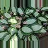 plant/Calathea Royal Standard starter plant growers choice-0-thumbnail