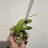 plant/NOID - Green on Green Rhaph or Giganteum-0-thumbnail