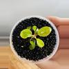 plant/Philodendron Billietiae Gamble (from variegated mother) (4)-3-thumbnail
