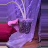 plant/Syngonium Chiapense Variegated-1-thumbnail