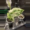 plant/Alocasia Frydek Variegated-0-thumbnail