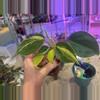plant/Philodendron Brasil-0-thumbnail