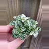 plant/Hypoestes White starter plant growers choice-1-thumbnail