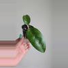 plant/Hoya sp Aceh Shogun #6505-2-thumbnail