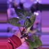plant/Syngonium NOID-0-thumbnail