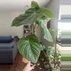 plant/Philodendron McDowell-1-thumbnail