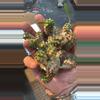 plant/Large Japonica-1-thumbnail