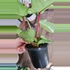plant/Philodendron Squamiferum-1-thumbnail