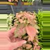 plant/Syngonium Regina Red starter plant growers choice-2-thumbnail