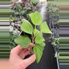 plant/Hibscus Cocoa Royale starter plant growers choice-2-thumbnail