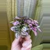 plant/Hypoestes Pink starter plant growers choice-3-thumbnail