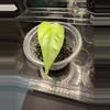 plant/Alocasia Silver Dragon pup-0-thumbnail