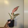 plant/Aglaonema China Red in 4 inch pot.-2-thumbnail