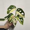 plant/Monsters Kunzo Adansonii Tricolor-1-thumbnail