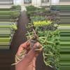 plant/Senecio Purple Flush starter plant growers choice-2-thumbnail