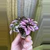 plant/Hypoestes Pink starter plant growers choice-4-thumbnail