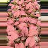 plant/Syngonium Coral starter plant growers choice-0-thumbnail