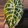 plant/Pink tri color Watts dolf alacasia corm grown-10-thumbnail
