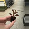 plant/Peperomia Graveolens Ruby Glow starter plant growers choice-4-thumbnail