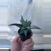 plant/Haworthia Tessellata starter plant growers choice-0-thumbnail