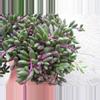 plant/Senecio Purple Flush starter plant growers choice-0-thumbnail